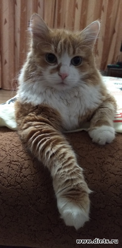 31 фото: Избыточный вес и гормоны