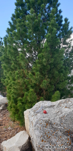 8 фото: Просто