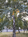 Желтая коса_08092020
