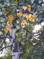 Желтая коса__08092020