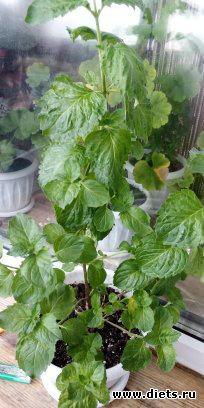 мои растения