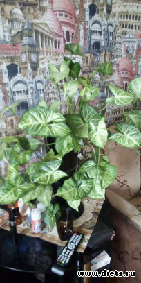 мои растения