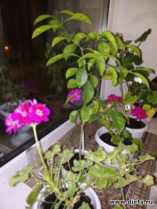 мои растения