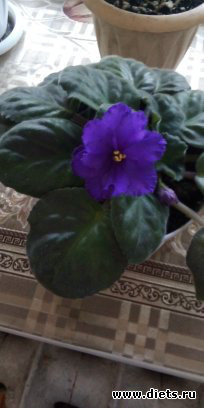 мои растения