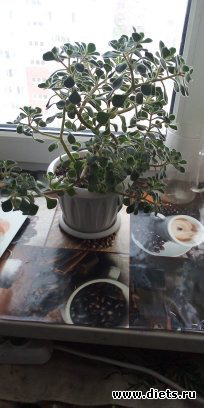 мои растения