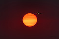 "Засасывая Солнце". 13 сентября 2020 года. Аризона, США. ©Christopher Flores