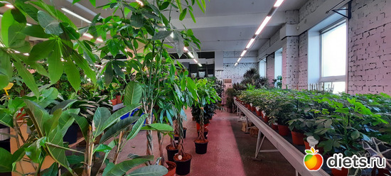 а магазине, выбираю себе подарок с зарплаты мужа))), альбом: Моя оранжерея 2021