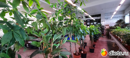 4 фото: Моя оранжерея 2021