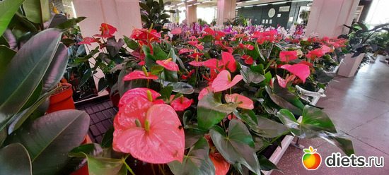 5 фото: Моя оранжерея 2021