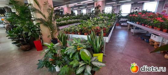 6 фото: Моя оранжерея 2021