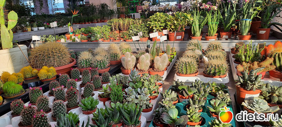 Наверно, это-мой рай..., альбом: Моя оранжерея 2021