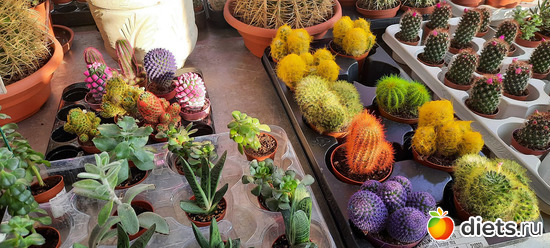 8 фото: Моя оранжерея 2021