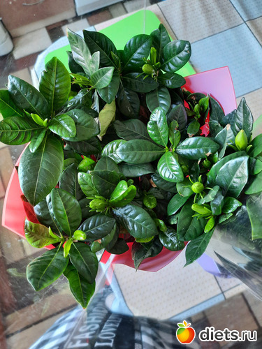 гардения. ни один бутон не раскрылся. очень капризная. не прижилась, но почти год продержалась., альбом: Моя оранжерея 2021