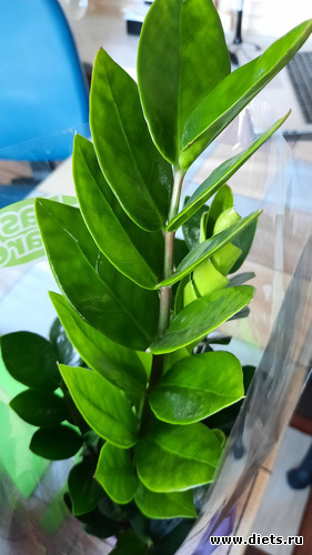 а вот замиокулькас очень даже себя оправдал, вырос, неприхотлив, альбом: Моя оранжерея 2021