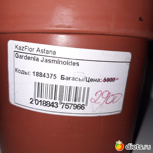 12 фото: Моя оранжерея 2021