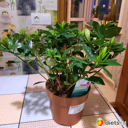 13 фото: Моя оранжерея 2021