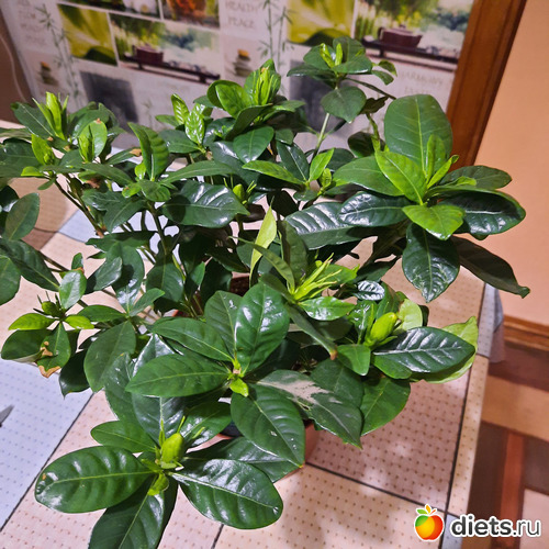 14 фото: Моя оранжерея 2021