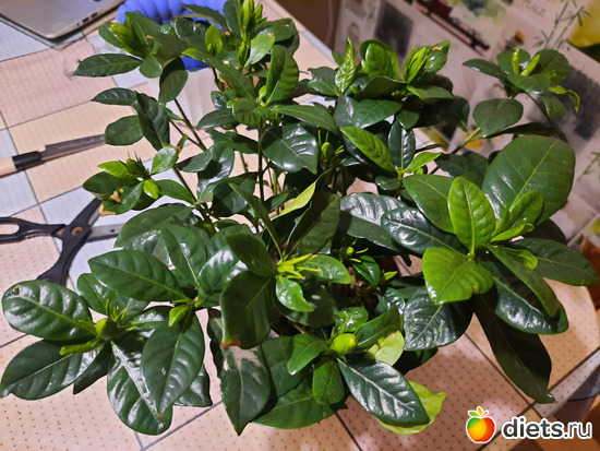 пушистая такая, с бутонами. Интересно, расцветут? Не пересаживаю из-за этого., альбом: Моя оранжерея 2021