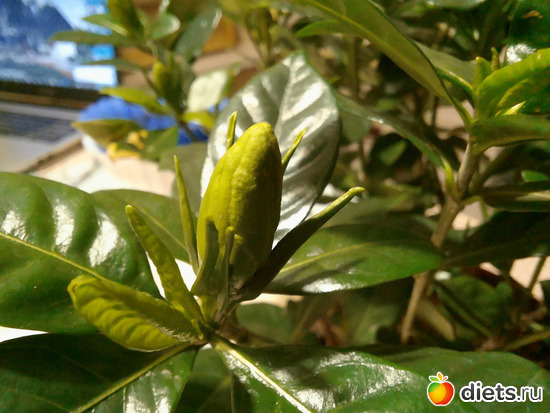 Бутон гардении, альбом: Моя оранжерея 2021