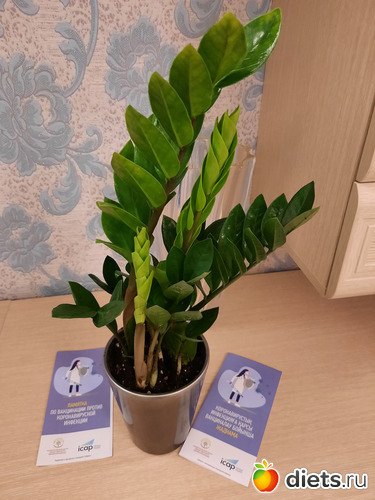 вот эти завитушки меня пленили, альбом: Моя оранжерея 2021