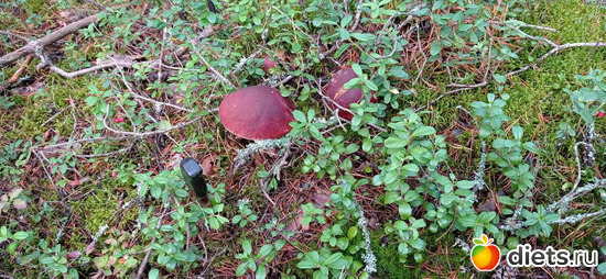 41 фото: 2021лето