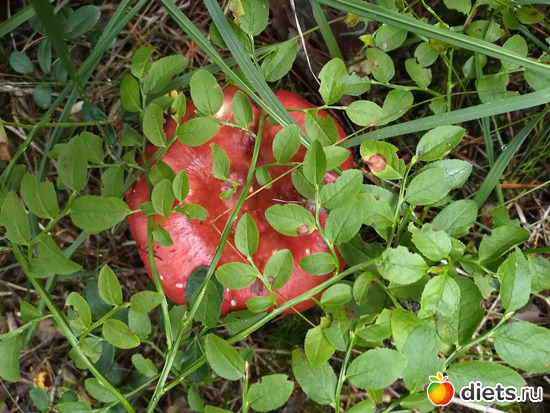 48 фото: 2021лето