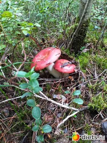 49 фото: 2021лето