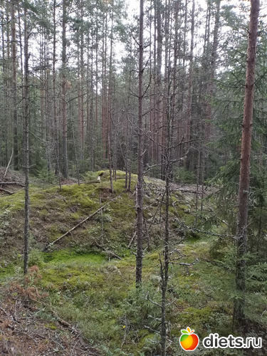 51 фото: 2021лето