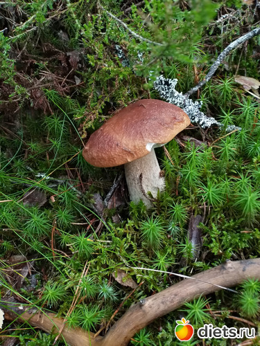 54 фото: 2021лето