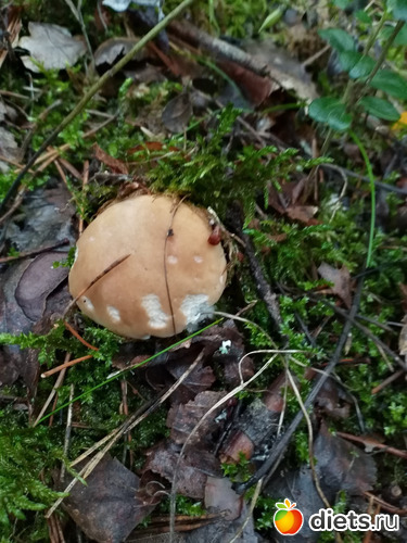 56 фото: 2021лето