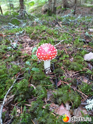 59 фото: 2021лето