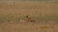 хорошо, что могу приблизить фотоаппаратом