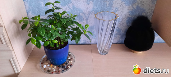 давно мы не показывали свои "тумбочки" ))), альбом: Моя оранжерея 2021