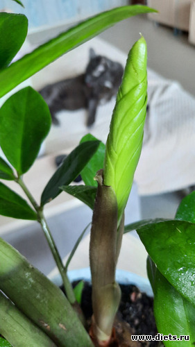 здесь скоро будет город-сад, альбом: Оранжерея-2022/2023