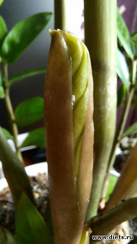 почему-то мне это так трогательно..., альбом: Оранжерея-2022/2023