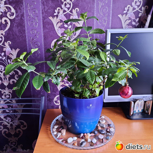 экибана несёт в себе много функций, кроме украшения пространства, его освежение и увлажнение, альбом: Моя оранжерея 2021