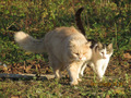 коты-братаны