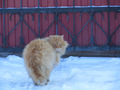 сибирский кот