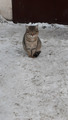 котик у подъезда