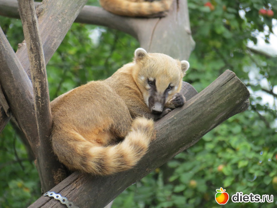    ,    ,  .  ,  ? ))), :  2015// 