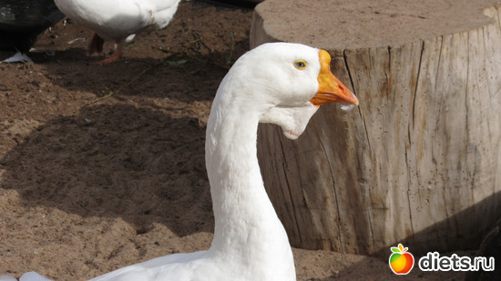 Гуси, гуси, гагага, есть хотите? ))), альбом: Питер 2015/ЗООПАРК/ Дельфинариум