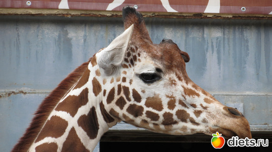 какие глаза, какой красавичк!, альбом: Питер 2015/ЗООПАРК/ Дельфинариум