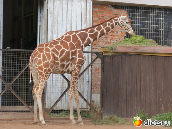  .  ,   ,   )))), :  2015// 