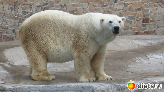 а вот мишка, говорят, с ума сошёл:(, альбом: Питер 2015/ЗООПАРК/ Дельфинариум