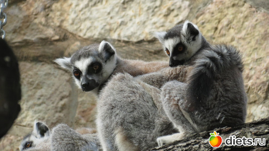       ...      ,   , :  2015// 