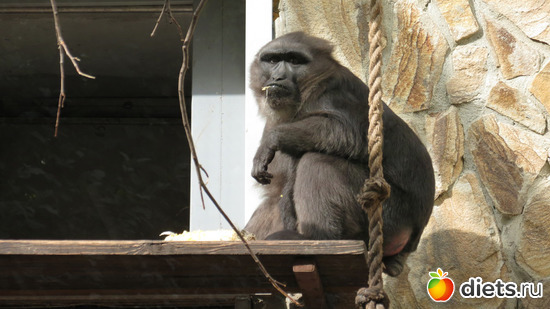 12 фото: Питер 2015/ЗООПАРК/ Дельфинариум
