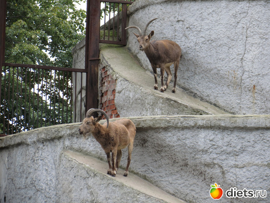 мои собратья-козероги. скалолазы!, альбом: Питер 2015/ЗООПАРК/ Дельфинариум