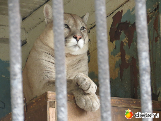 Как благородно сложили лапки..., альбом: Питер 2015/ЗООПАРК/ Дельфинариум