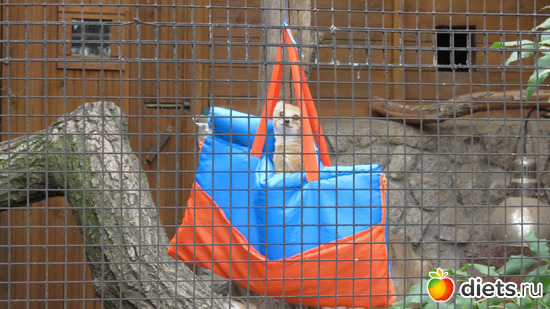 Вы видите тут суриката? А он тут есть!, альбом: Питер 2015/ЗООПАРК/ Дельфинариум