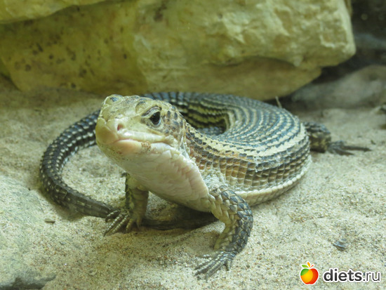 Симпатишная мордочка))), альбом: Питер 2015/ЗООПАРК/ Дельфинариум